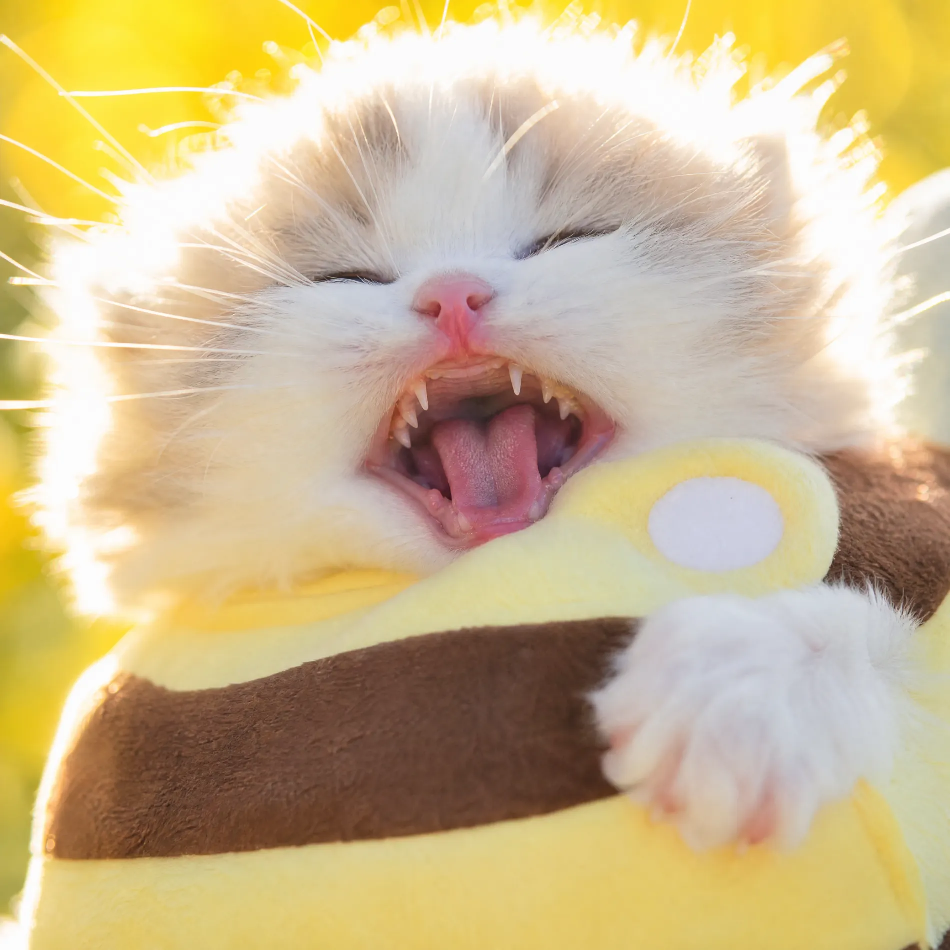 Extreme close-up of the kitten mid-meow, mouth wide open, sunlight rimming its fur white