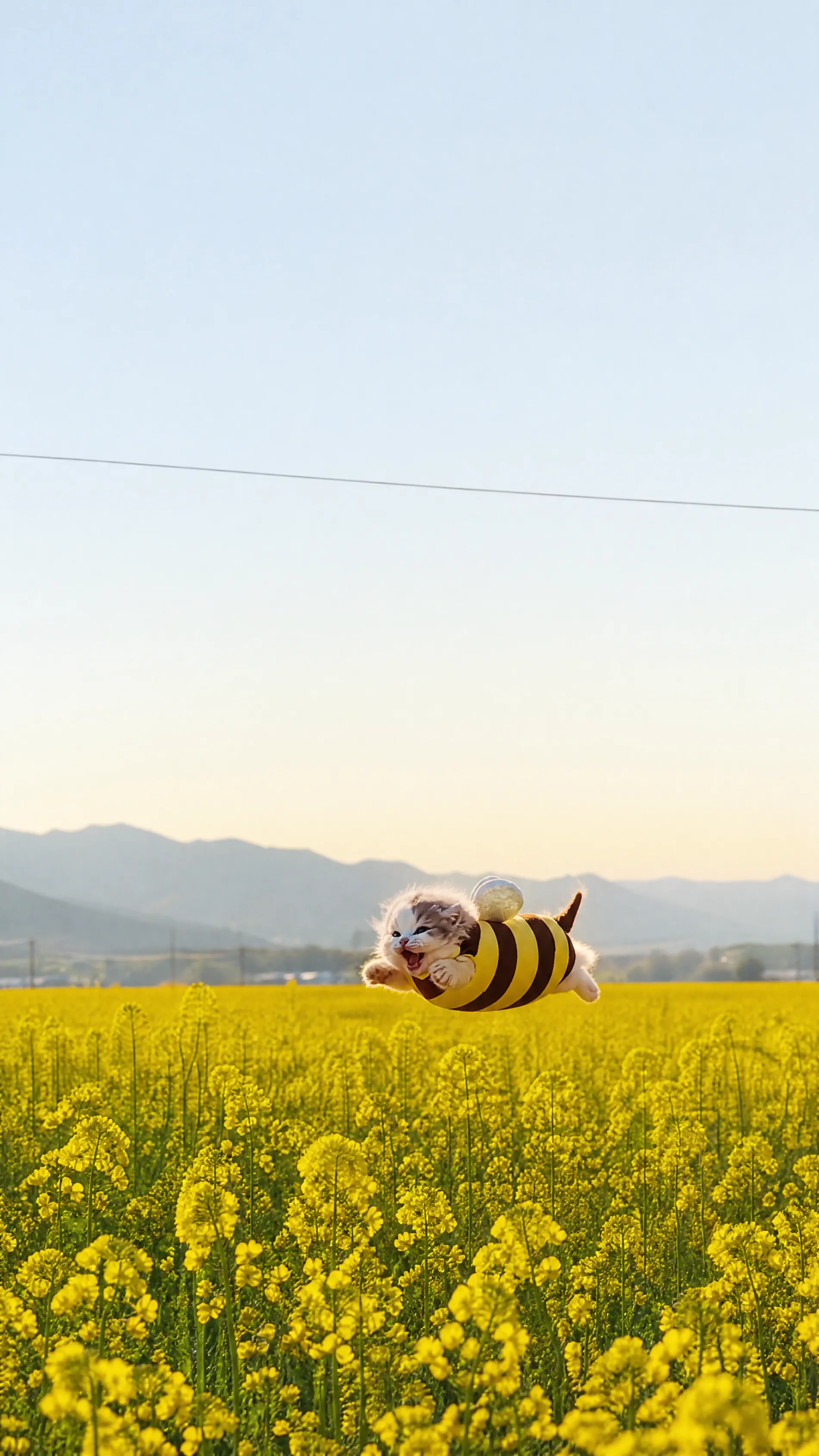 Vertical wide shot, the tiny bee kitten flying over an enormous yellow field under a pale sky